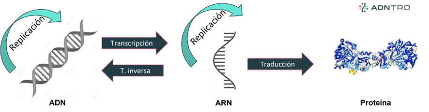Cuál es la definición y concepto esencial de la transducción
