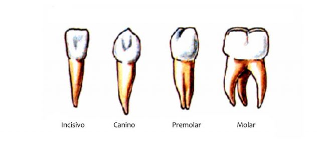 Cuál es la definición y concepto esencial de molar para ti