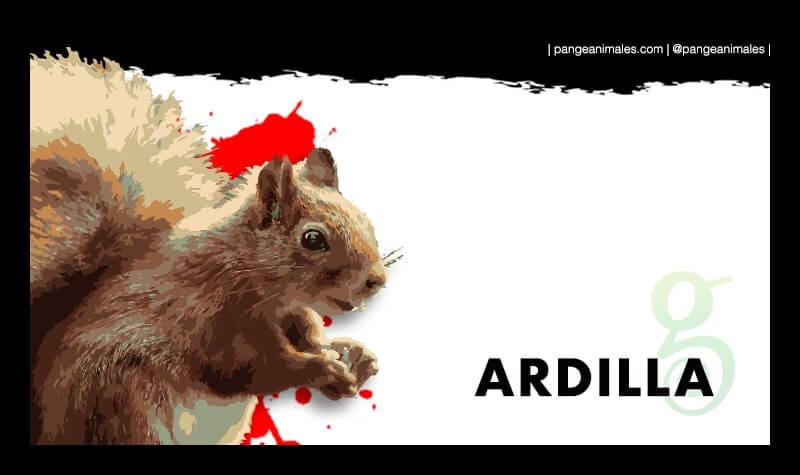 Cuál es la definición y curiosidades sobre las ardillas
