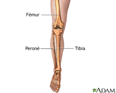 Cuál es la definición y función del hueso tibia en el cuerpo humano