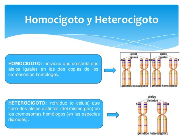 Cuál es la diferencia entre homocigota y heterocigota