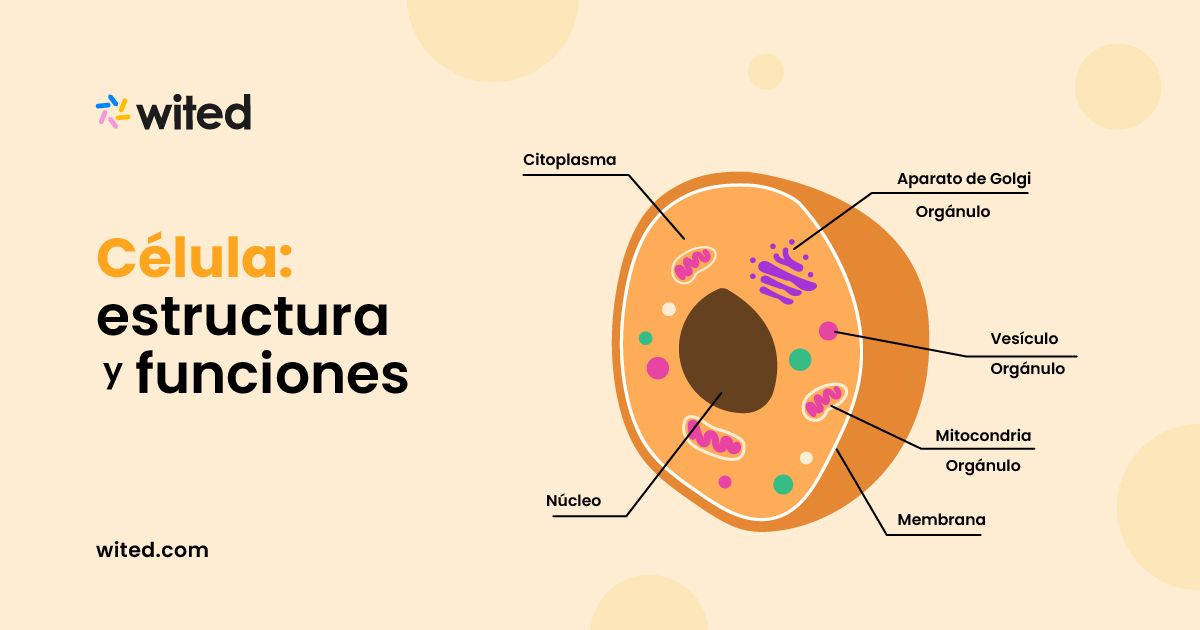 Cuál es la función del citoplasma en la estructura y nutrición celular
