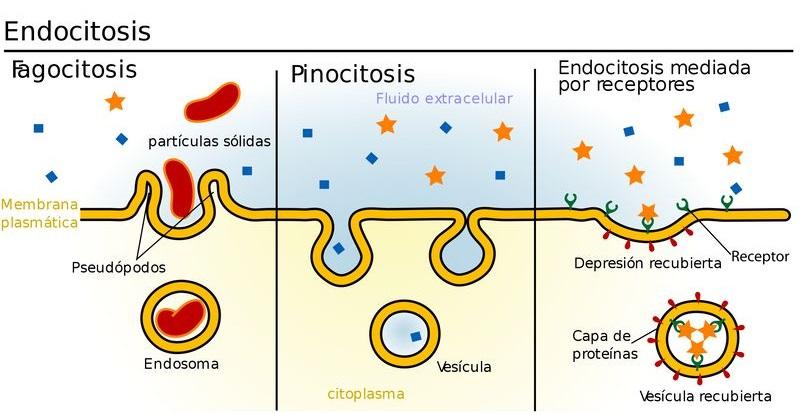 Cuál es la Importancia de la pinocitosis en las células