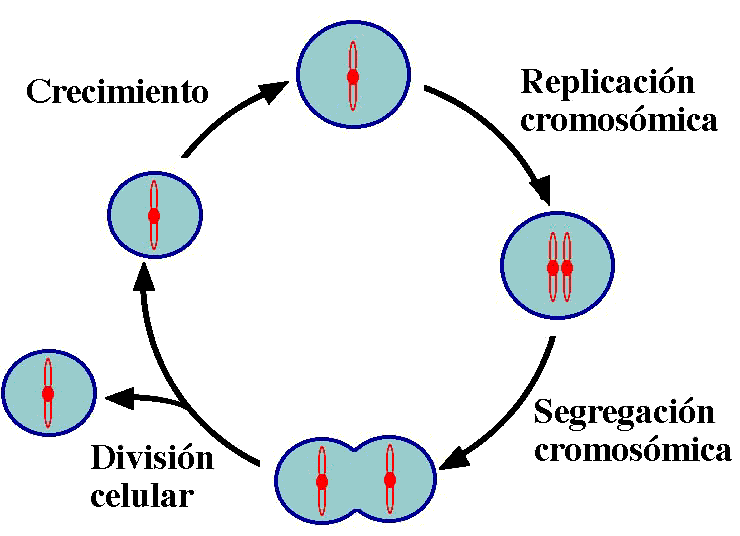 Cuál es la importancia de la replicación del ADN en los organismos