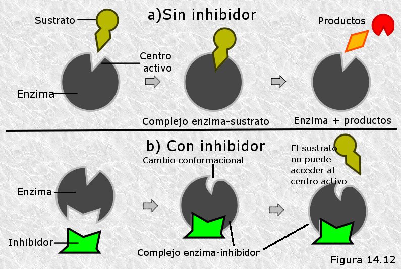 Cuál es la importancia de los biocatalizadores y sus conceptos clave
