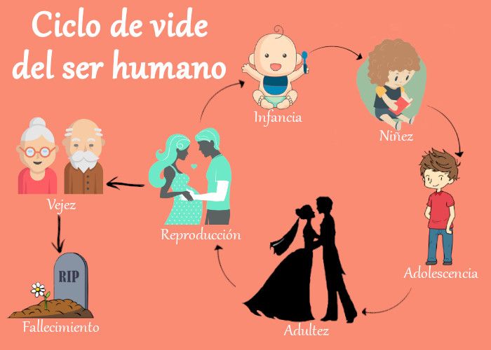 Cuál es la Importancia del ciclo de vida en los seres humanos