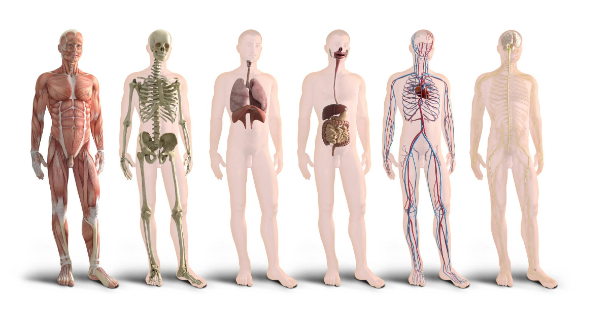 Cuál es la importancia del sistema de órganos en el cuerpo humano