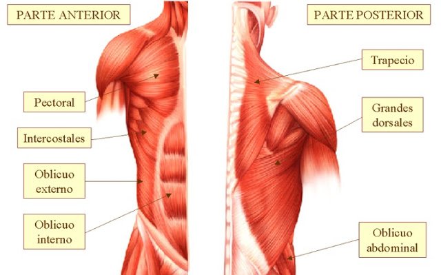 Cuál es la importancia del torso en la anatomía y sus funciones