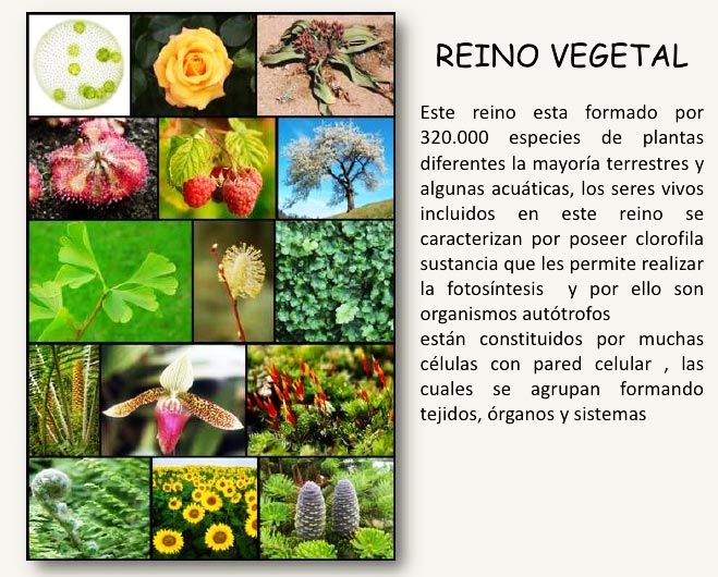 Cuál es la importancia y definición del Reino Vegetal y su importancia