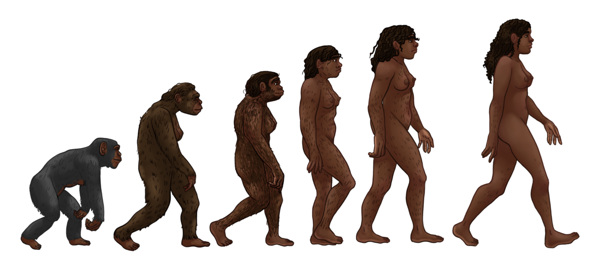 Cuál es la línea evolutiva del hombre y su historia hasta hoy