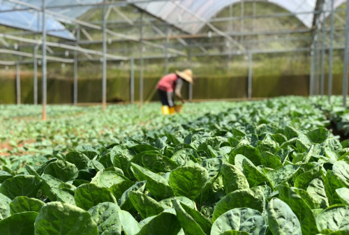 Cuáles son 10 actividades agrícolas que deberías conocer hoy