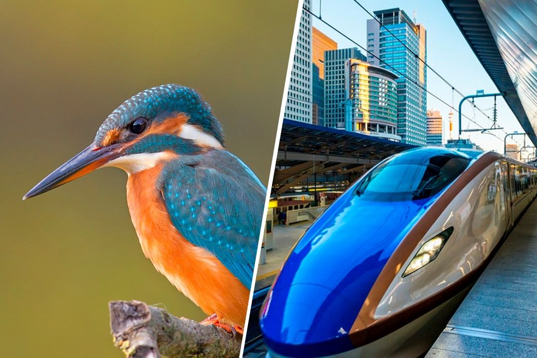 Cuáles son 10 ejemplos sorprendentes de sistemas cerrados en la naturaleza