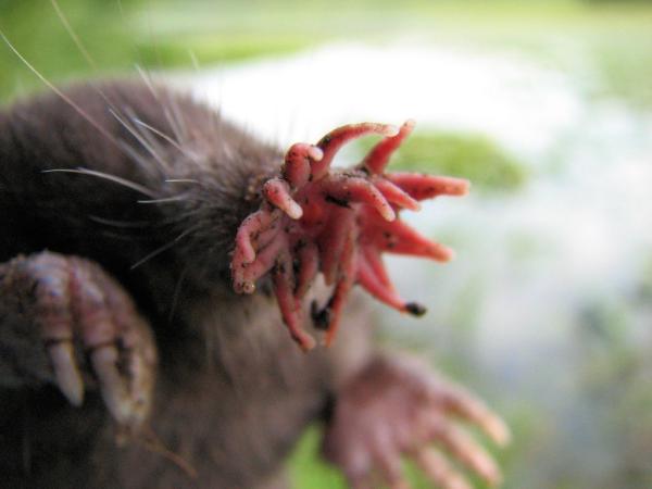 Cuáles son 100 especies asombrosas que deberíamos conocer