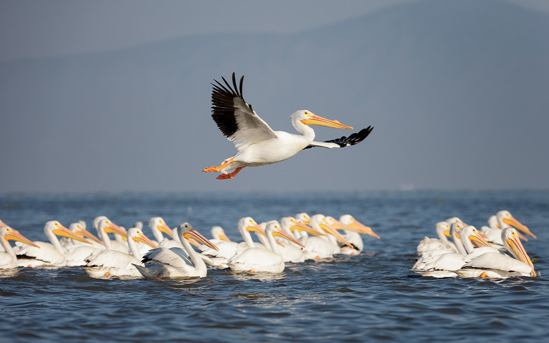 Cuáles son 15 ejemplos increíbles de animales migratorios