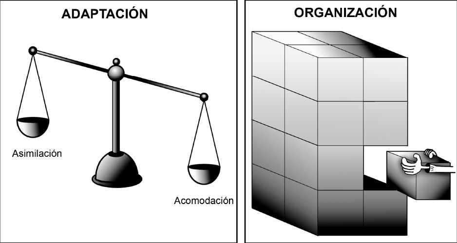 Cuáles son 20 ejemplos clave de asimilación y acomodación
