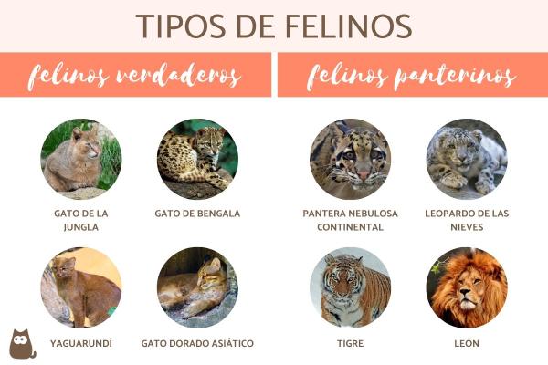 Cuáles son 21 ejemplos y características de animales salvajes