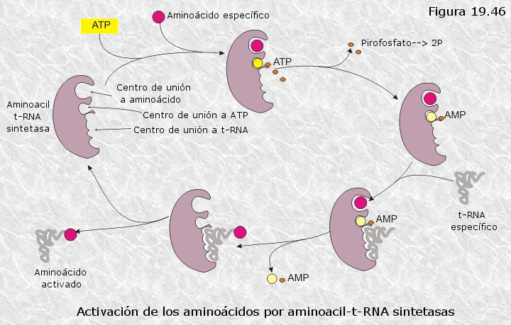Cuáles son 25 ejemplos asombrosos de órganos multicelulares