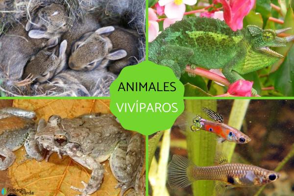 Cuáles son 5 animales vivíparos que no sabías que existen