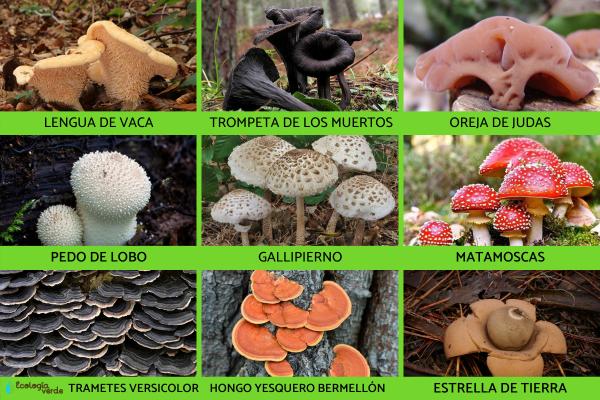 Cuáles son 5 ejemplos de hongos del reino que no conocías