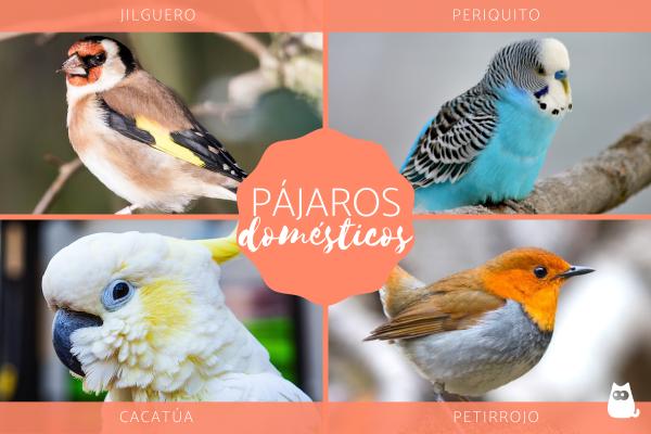 Cuáles son 50 nombres y tipos fascinantes de aves que existen