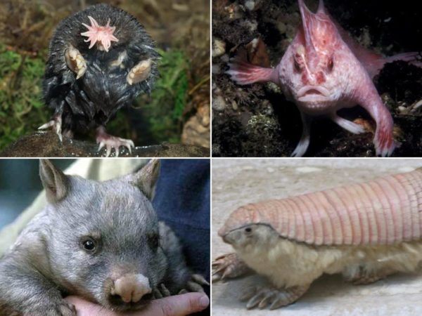 Cuáles son 70 ejemplos impactantes de animales invertebrados