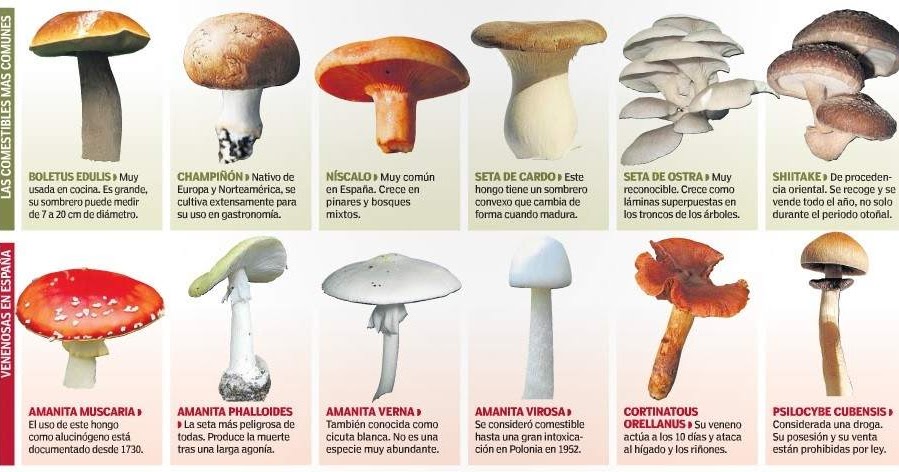 Cuáles son algunos de los nombres más impresionantes de hongos