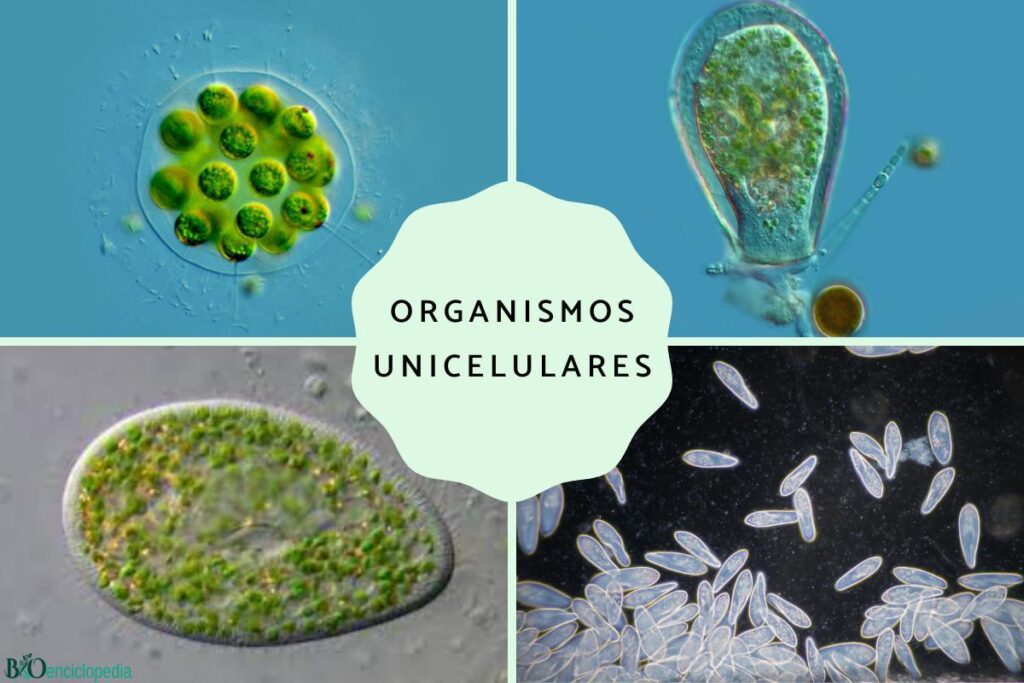 Cuáles son ejemplos fascinantes de organismos pluricelulares
