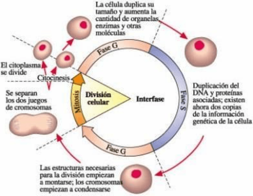 Cuáles son el concepto, fases e importancia del ciclo celular