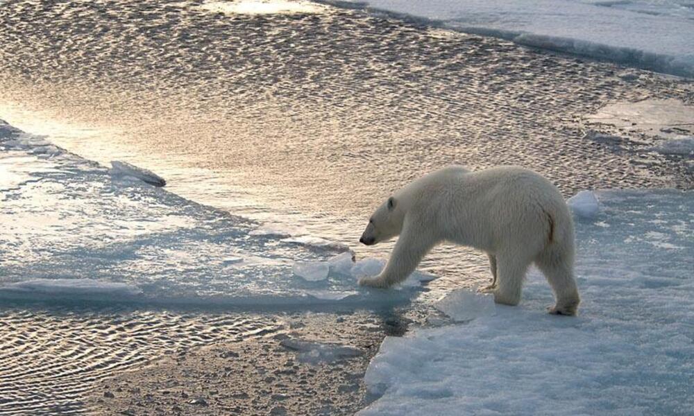 Cuáles son el hábitat y las características del oso polar