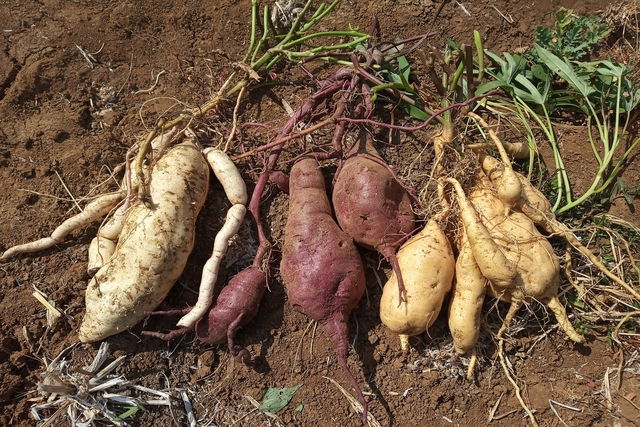 Cuáles son la definición, características y beneficios del camote