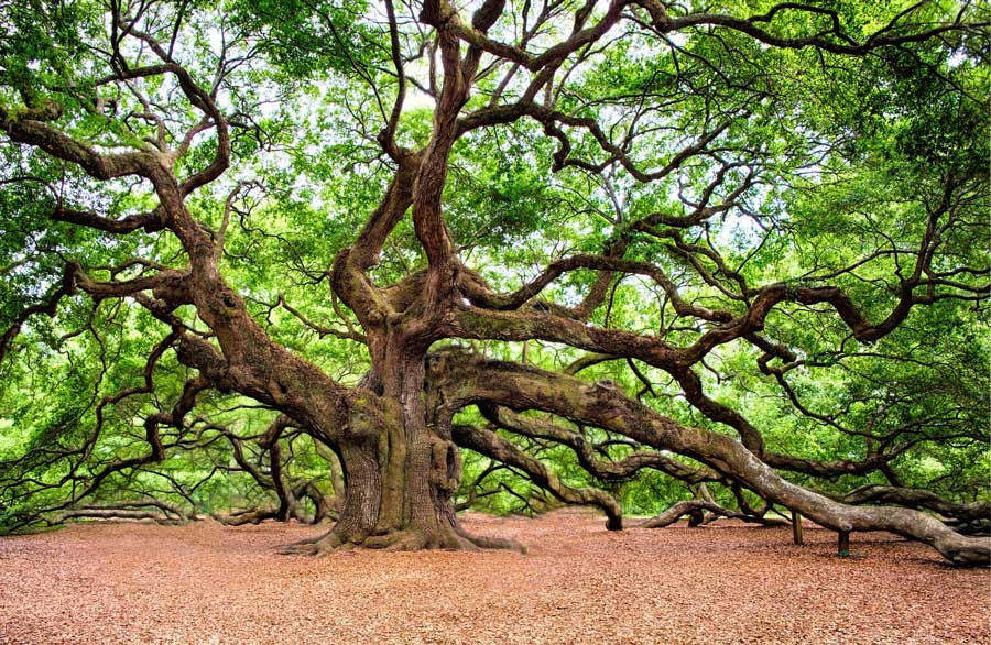 Cuáles son la definición, tipos y beneficios del árbol de roble