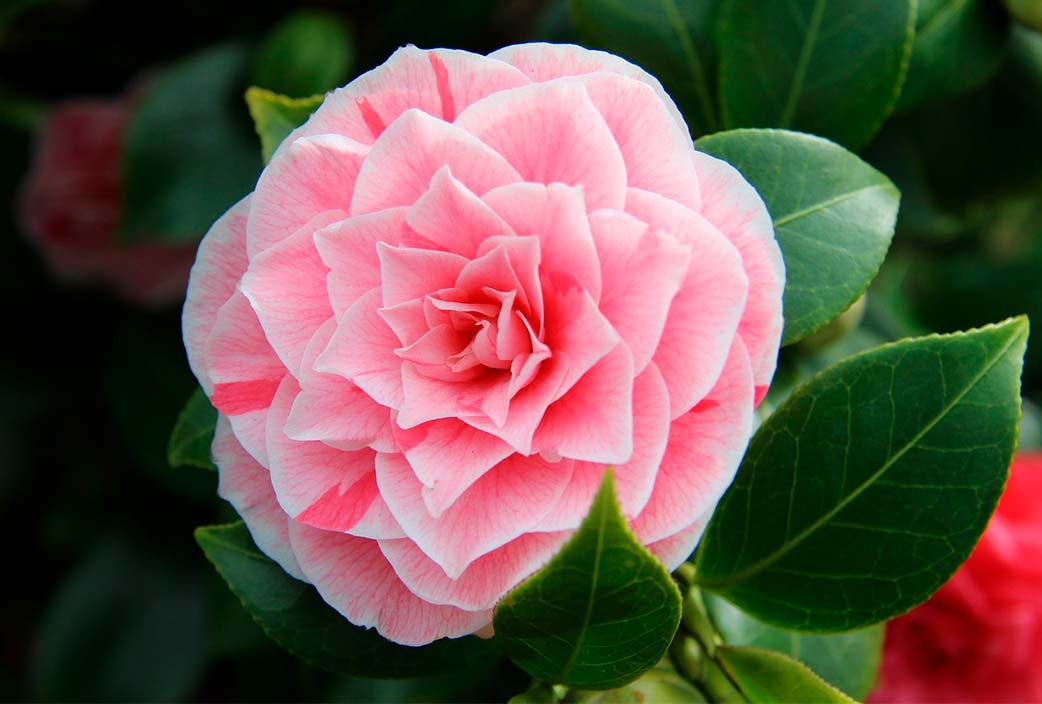Cuáles son la definición y características de la belleza en camelias