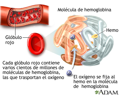 Cuáles son la definición y tipos de hemoglobina que conocer