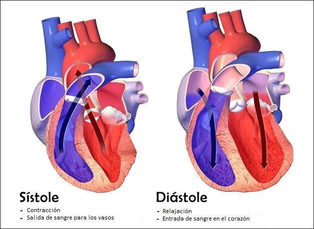 Cuáles son la diástole y la sístole y su importancia en la salud