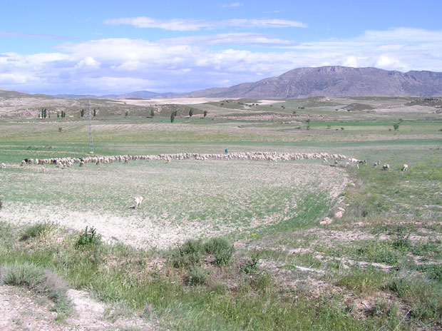 Cuáles son la fauna, clima y flora únicas de la estepa