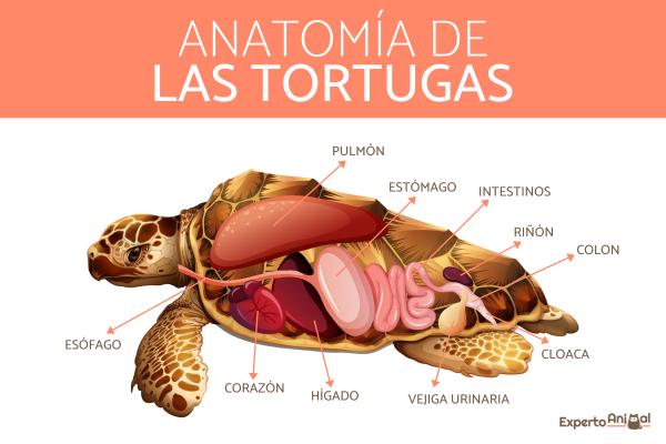 Cuáles son las 10 características sorprendentes de las tortugas