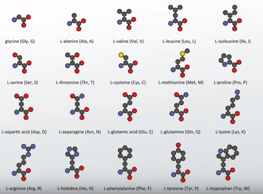Cuáles son las 30 macromoléculas esenciales que debemos conocer