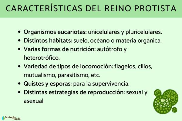 Cuáles son las características del reino Protista y ejemplos