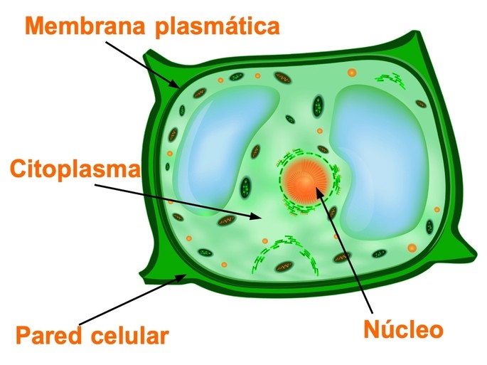 Cuáles son las características distintivas de la célula vegetal