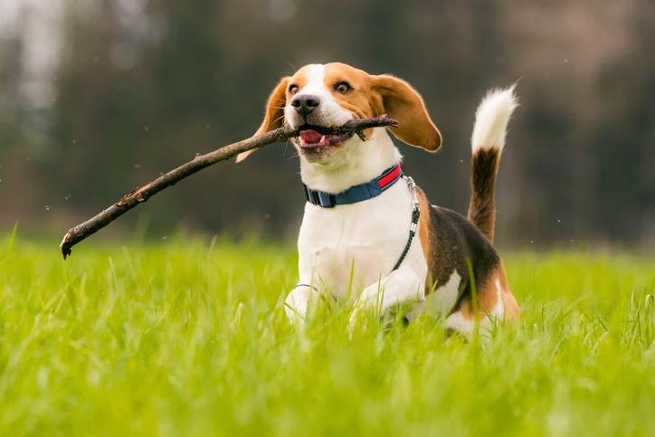 Cuáles son las características esenciales que definen a un perro
