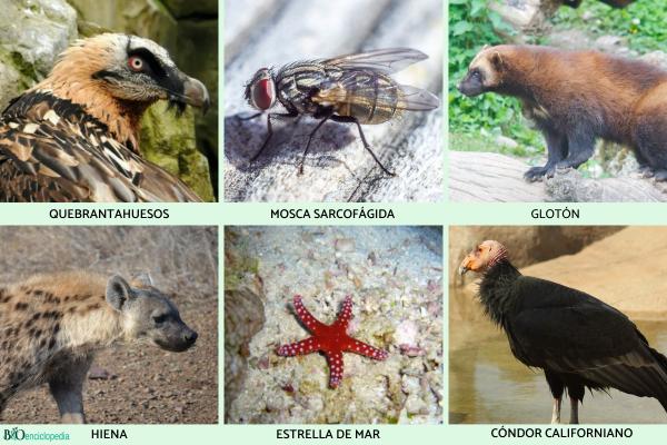 Cuáles son las características más sorprendentes de los carroñeros
