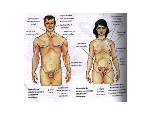 Cuáles son las características sexuales secundarias en la mujer