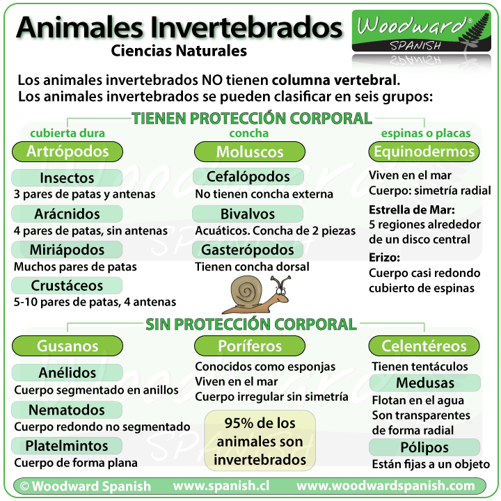 Cuáles son las características, tipos y ejemplos de invertebrados