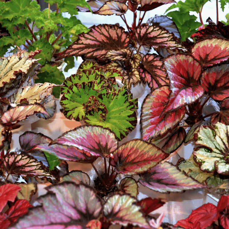 Cuáles son las características y clasificación de la begonia