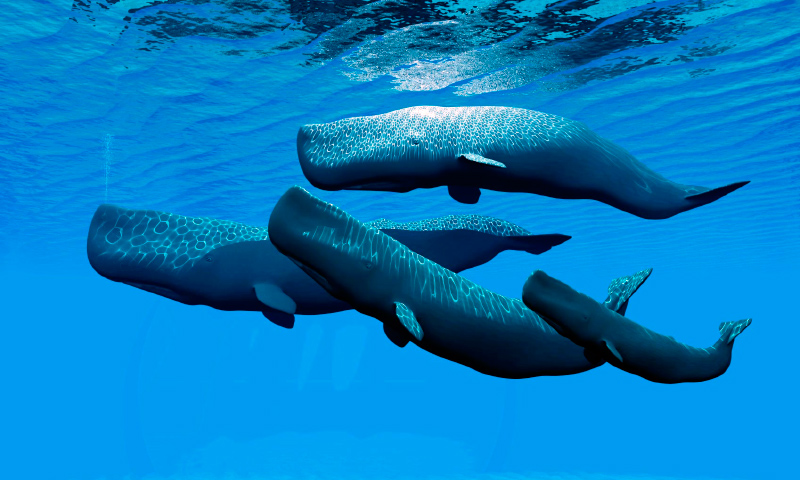 Cuáles son las características y cómo se reproducen las ballenas