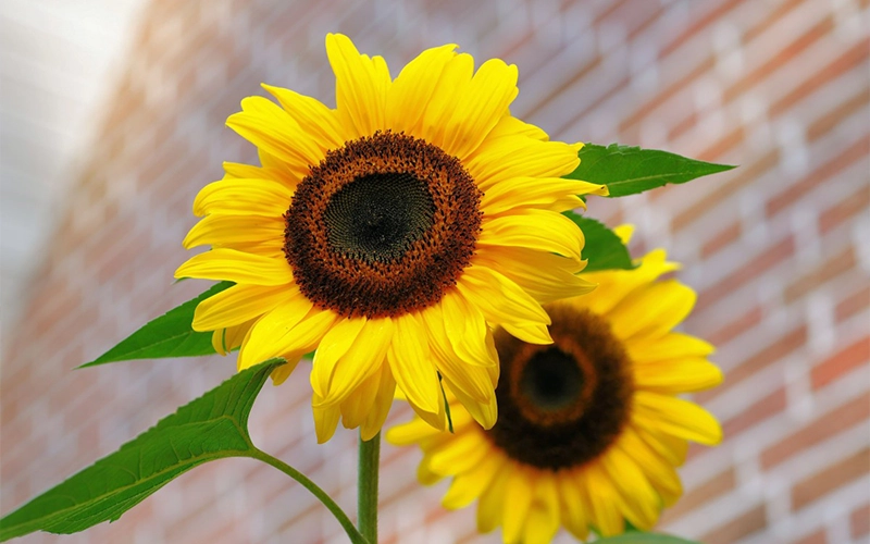 Cuáles son las características y curiosidades del girasol