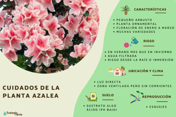 Cuáles son las características y el cultivo de la azalea