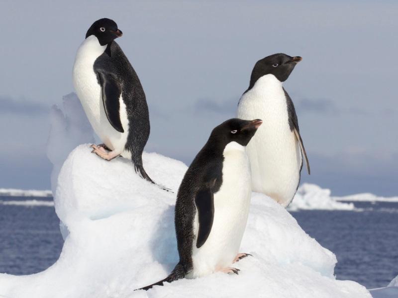 Cuáles son las características y hábitat de los pingüinos