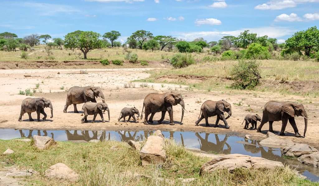 Cuáles son las características y hábitat del asombroso elefante