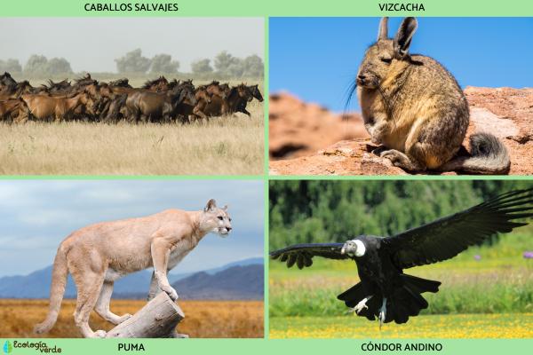 Cuáles son las características y la fauna de la estepa